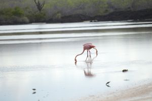 c12-Double Dip Flamingos.jpg